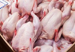 مدیر کل دامپزشکی خبر داد: آغاز صادرات گوشت مرغ لرستان به عراق